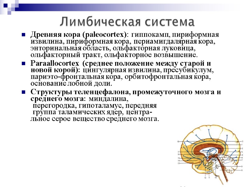 Древняя кора (paleocortex): гиппокамп, пириформная извилина, пириформная кора, периамигдалярная кора, энторинальная область, ольфакторная луковица,